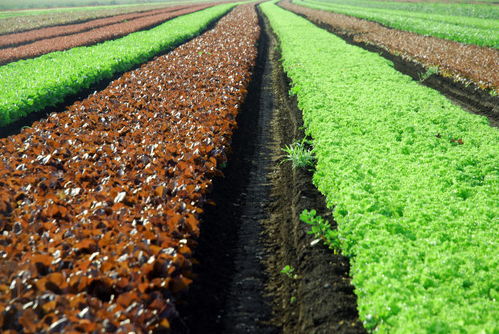 提升农产品安全与质量 土流网在农业现代化中的关键作用